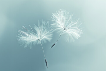 Obraz premium dandelion seeds blowing in the wind on blue background