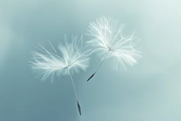 Fotobehang dandelion seeds blowing in the wind on blue background © Kien