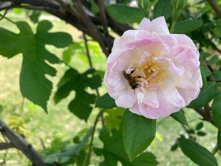 Obraz premium bee on a pink flower