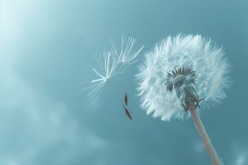 dandelion seeds blowing in the wind on blue background