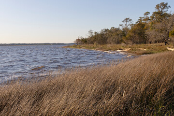 Fototapeta na wymiar A scenic view of the Cape Fear River shoreline at Carolina Beach State Park, in North Carolina. 