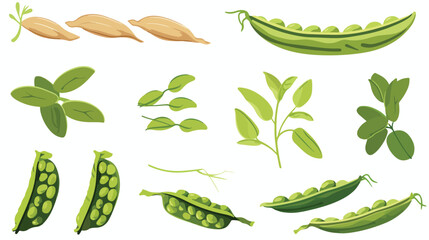 Soy Grain Legume or Pulse Crop with Green Pod  - obrazy, fototapety, plakaty