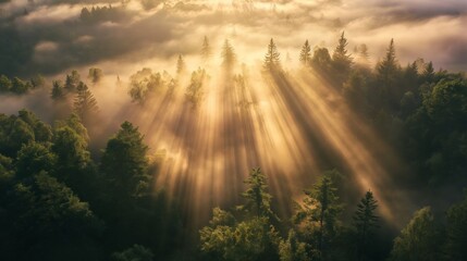 Obraz na płótnie Canvas Sunbeams break through fog enveloping a lush forest at dawn, creating a serene and mystical atmosphere.
