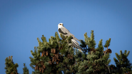 A White tailed kite sitting in a tree