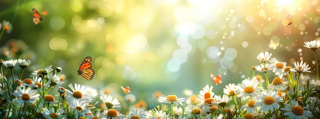 Foto op Aluminium Sunlit field of daisies with fluttering butterflies. Chamomile flowers on a summer meadow in nature, panoramic landscape. © 路加 石