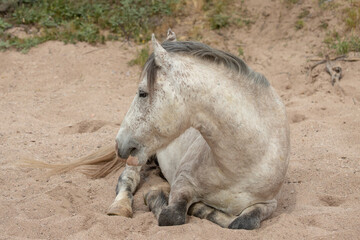 White wild horse stallion laying down in a dry sand creek in the Salt River wild horse management area near Scottsdale Arizona United States