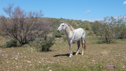 White dapple wild horse stallion in the Salt River wild horse management area near Scottsdale Arizona United States