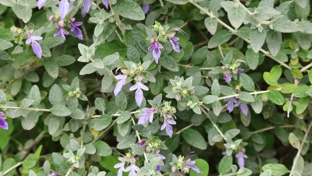 Teucrium fruticans also known as germander or shrubby germander is a species of flowering shrub native to the western and central Mediterranean
