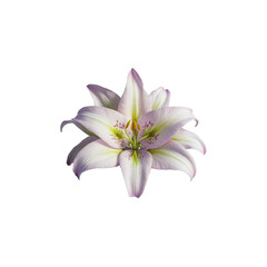 lily flower on a transparent background