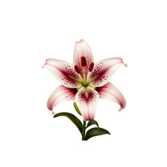 lily flower on a transparent background