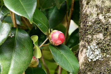 樹木公園のツバキ　紅乙女