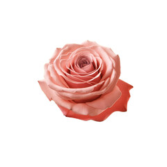 Rose isolated  on a transparent background