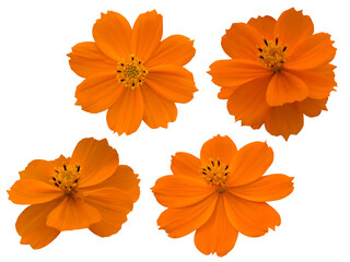 オレンジ色のコスモスの花