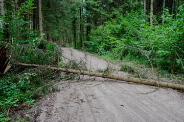 Fallen Tree Blockade