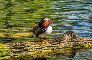 Solitary duck in a pond