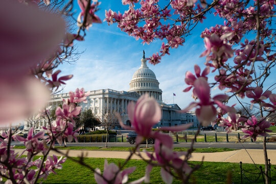 The capitol, american spring, spring in congress. Blossom spring in Washington DC. Capitol building at spring. USA Congress, Washington D.C.