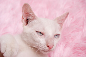 Angry kitten on pink carpet close up