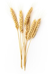 A bunch of golden wheat stalks are shown on a white background. The wheat stalks are tall and slender, with a golden hue that gives them a warm and inviting appearance