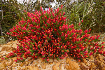 Heath lechenaultia (Lechenaultia tubiflora) with red flowers, Western Australia     
