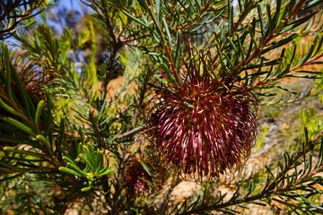 Violet banksia flower (Banksia violacea) in natural habitat, Western Australia