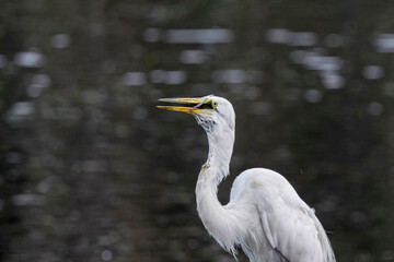 Grande aigrette avalant un poisson