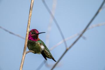 Anna's hummingbird on a branch © Xiang
