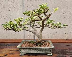 Fototapeten bonsai tree in pot © Jam-motion