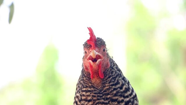 Portrait of a hen in the backyard