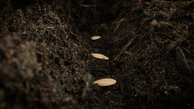 Four seeds being sown and covered in soil
