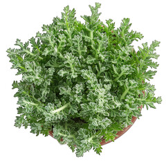 Silver Mound Artemisia Schmidtiana Houseplant in Pot - Top View on White Background with Clipping Path