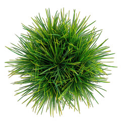 Elegant Prairie Dropseed Houseplant in Potted Isolation on White Background - Top Down View