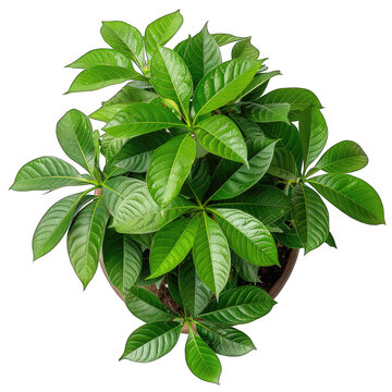 Green Oasis: Potted Money Tree Plant (Pachira aquatica) on White Background - Isolated and Translucent
