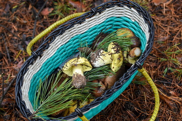 Greenfinch mushrooms (Tricholoma equestre) in a basket with a pine branch close-up