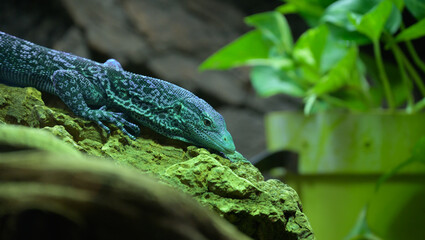 zoo