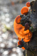 Mushroom Auricularia auriculata (Auricularia auricula-judae) grows on a tree in backlit sunlight