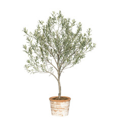 Obraz premium Young olive tree in terracotta pot isolated. Olive tree in pot. Png transparency 