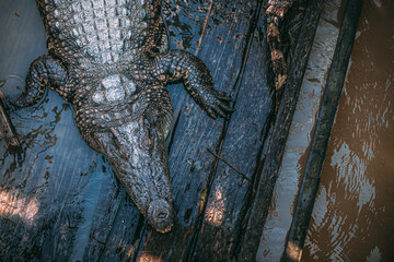 Crocodile endormi en captivité vu du dessus