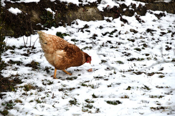 detail of chicken head in winter on the snow in the village farm - 770314747