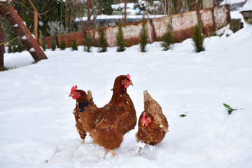 domestic chicken walking and eating  on the snow farm in the winter - 770314942