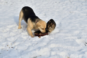 Traditional domestic dog eating with chicken and cat together on the snow in the village - 770314971