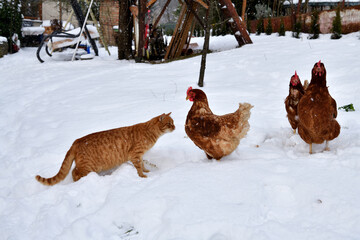 Domestic red cat is playing with chicken on snow in winter farm in the village - 770314991