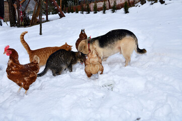 Traditional domestic dog eating with chicken and cat together on the snow in the village - 770315143