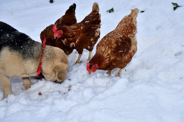 domestic chicken eating with dog and cat together on the snow in winter - 770315156