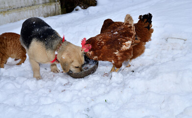 domestic chicken eating with dog and cat together on the snow in winter - 770315171