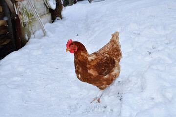 detail of chicken head in winter on the snow in the village farm - 770315198