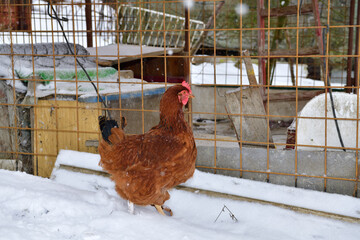 detail of chicken head in winter on the snow in the village farm - 770315325