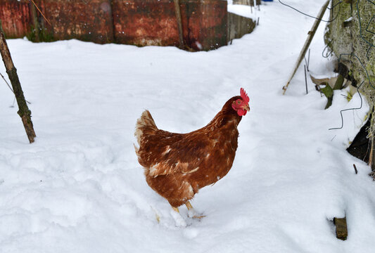 detail of chicken head in winter on the snow in the village farm