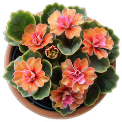 Vibrant Flaming Katy Kalanchoe in White Isolation - Top View of Potted Houseplant on Transparent Background - obrazy, fototapety, plakaty