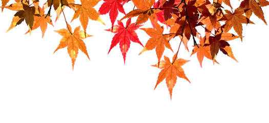 Panorama view of maple leaves in autumn season isolated on white background.