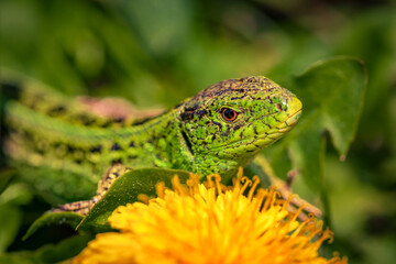 Green lizard on yellow dandelion. Green lizard sunbathing on summer glade. Beautiful scary green and blue exotic lizard with vibrant colors in natural environment.